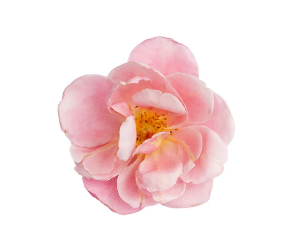 Ροζ Τριαντάφυλλα Ένα Απομονωμένο Λευκό Φόντο Ψαλίδισμα Διαδρομή Cutout — Φωτογραφία Αρχείου