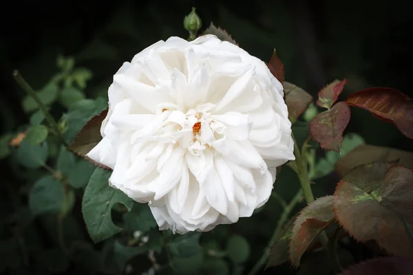 A clear white rose in the garden on a blurry background.