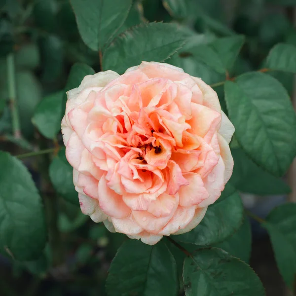 Clear Pink Rose Garden Blurry Background — 图库照片