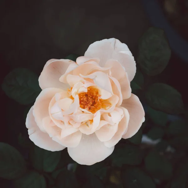 Clear Light Pink Rose Garden Blurry Background — Stock Photo, Image