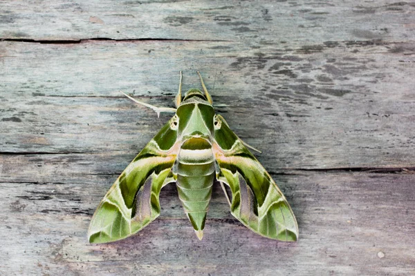 Oleandar Hawk Moth Army Green Moth Moth Family Sphingidae Perched — ストック写真