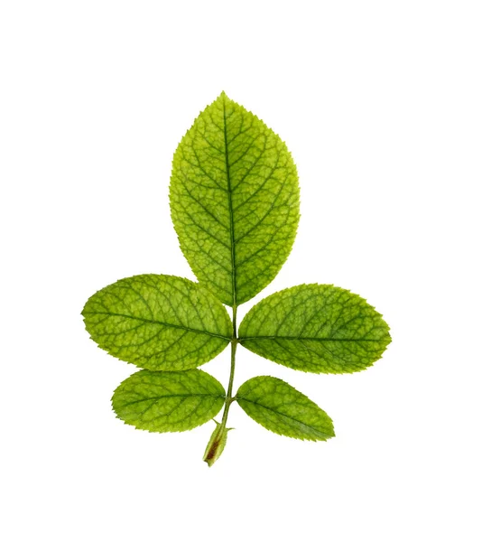 Green Rose Leaves White Background Clipping Path — 스톡 사진