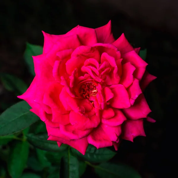 Red Rose Flower Blossom Garden Blurry Background — Photo