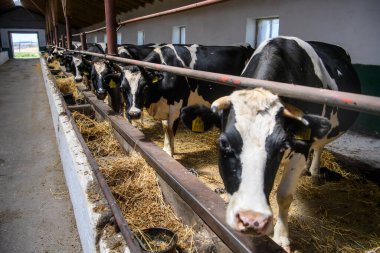 Ukrayna 'nın Ternopil bölgesinde bir çiftlikte inekler. Temmuz 2017. Yüksek kalite fotoğraf