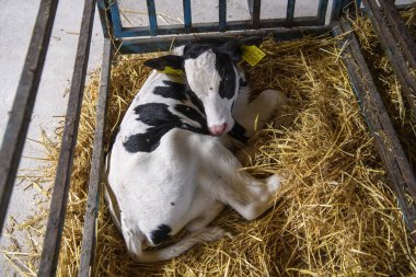 Ukrayna 'nın Ternopil bölgesinde bir çiftlikte buzağı. Temmuz 2017. Yüksek kalite fotoğraf