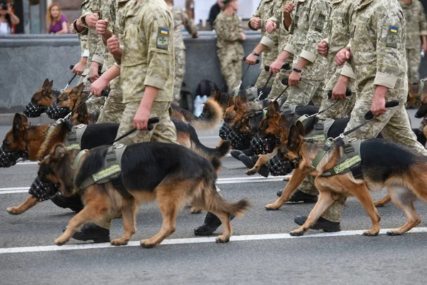 Oekraïense militairen met honden tijdens een laatste repetitie voor de militaire parade op Onafhankelijkheidsdag in Kiev, Oekraïne — Stockfoto