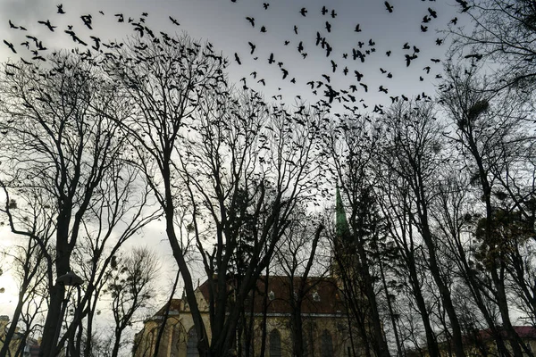 Vue du soir sur la silhouette de l'église gothique du cœur de Jésus à Tchernivtsi, Ukraine. Décembre 2021 — Photo