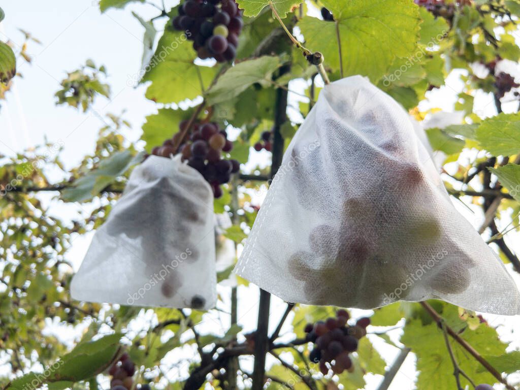 Bunches of organic grapes wrapped in a protective bags against wasps and birds. High quality photo