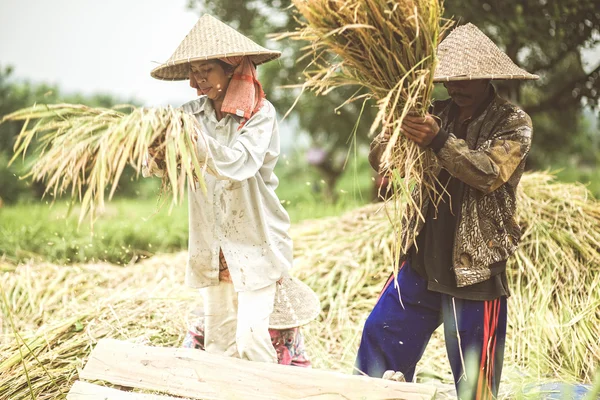 Ινδονησιακά-αγρότης — Φωτογραφία Αρχείου