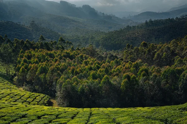 Teeplantage — Stockfoto