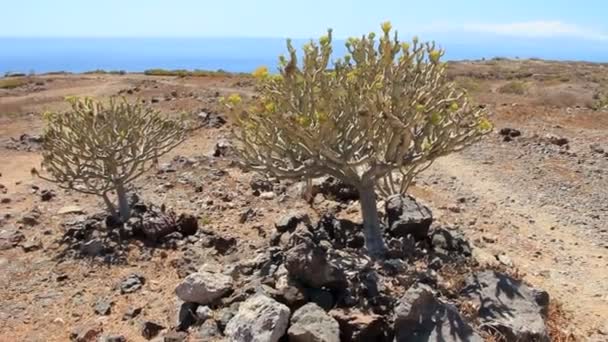 Cacuts ESPOSTOA em La Caleta Tenerife sul — Vídeo de Stock