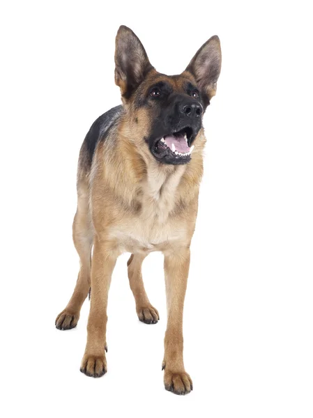 Alman çoban köpeği