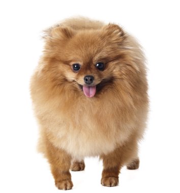 Pomeranian kırmızı