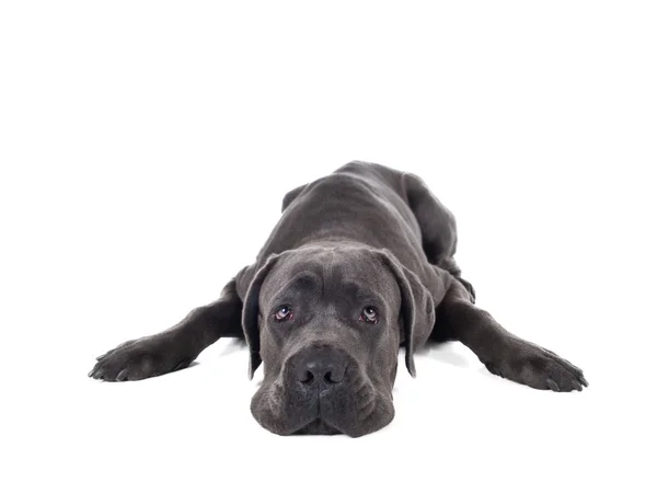 Peluş cane corso — Stok fotoğraf