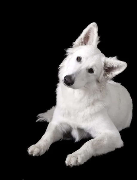 Zwitserse witte herder — Stockfoto