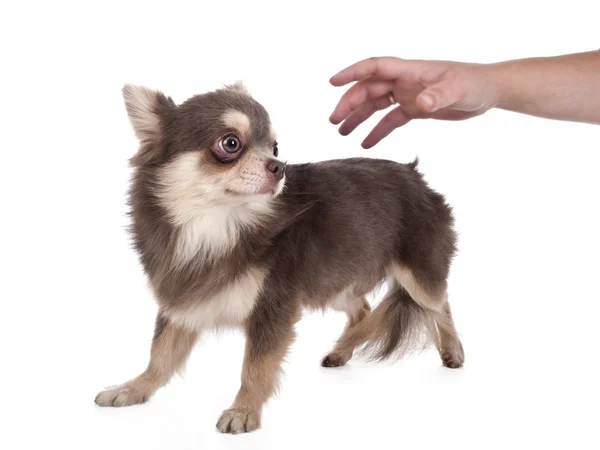 Chihuahua afraid — Stock Photo, Image