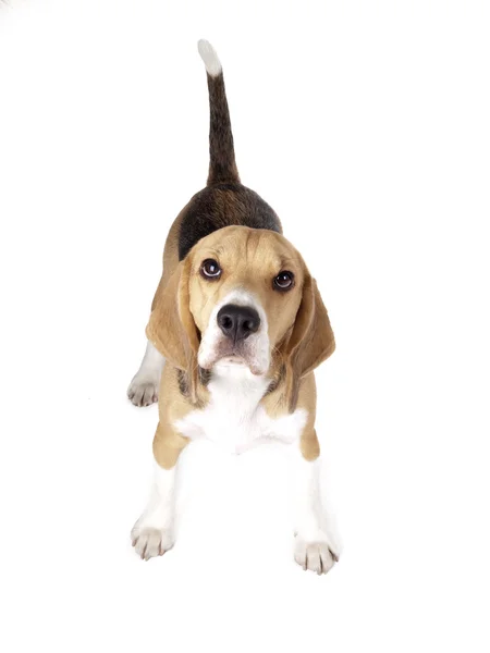 Beagle. — Foto de Stock