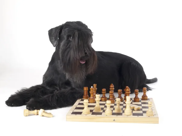 Hund (Schnauzer)) — Stockfoto