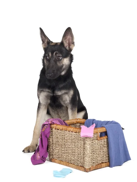 Shepherd pupp — Stock Photo, Image