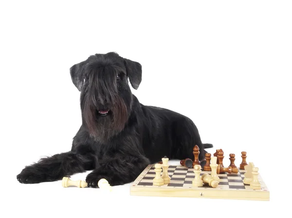 Hund (Schnauzer)) — Stockfoto