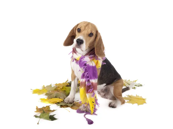 Beagle — Stock Photo, Image