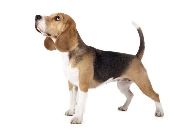 Beagle. Imagen De Stock