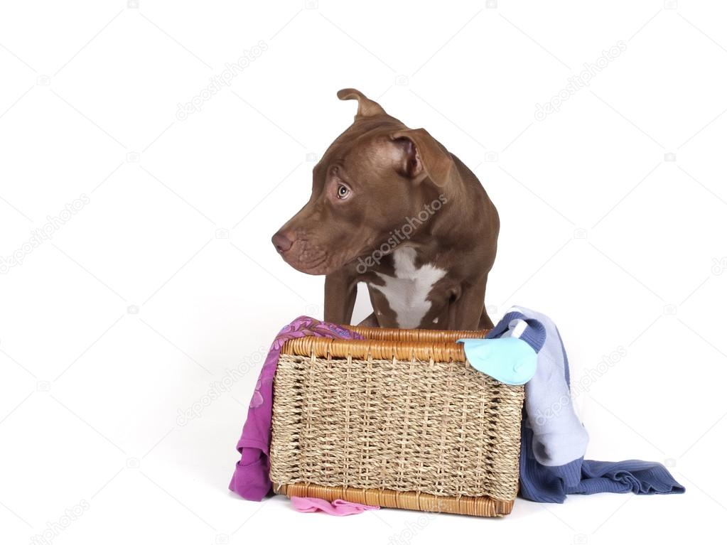 pitb bull in a basket of dirty laundry