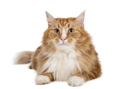 Siberian kedi (buhara kedi)