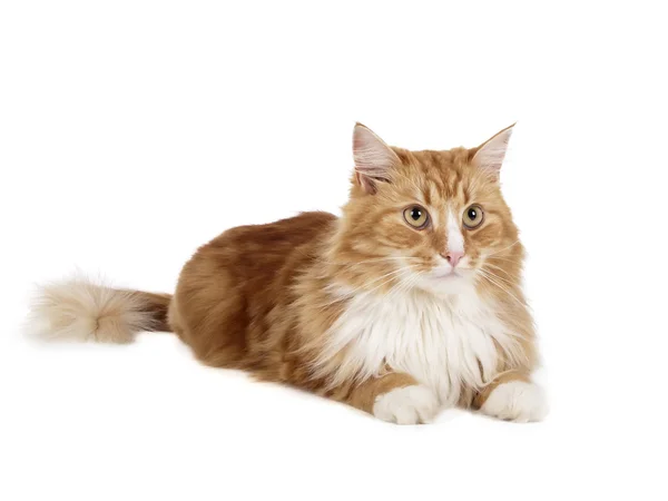 Sibirische Katze (buchara cat)) — Stockfoto