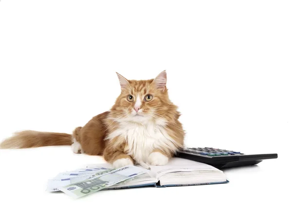 Siberian kedi (buhara kedi)