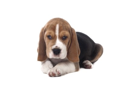 Beagle köpek yavrusu