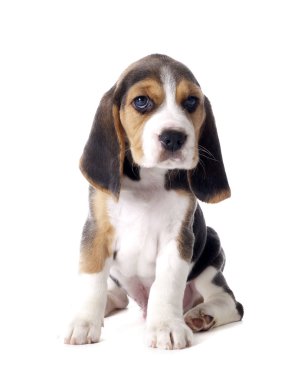 Beagle köpek yavrusu