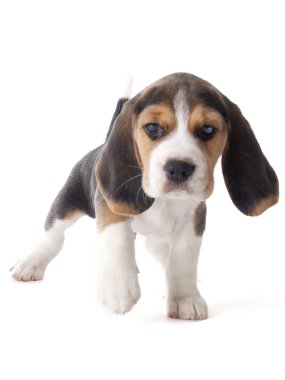 Beagle köpek yavrusu