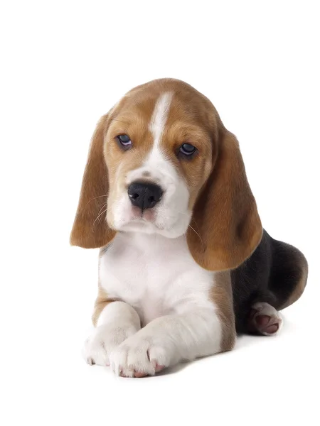 Beagle köpek yavrusu — Stok fotoğraf