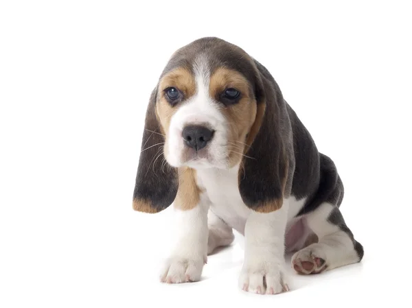 Beagle köpek yavrusu — Stok fotoğraf