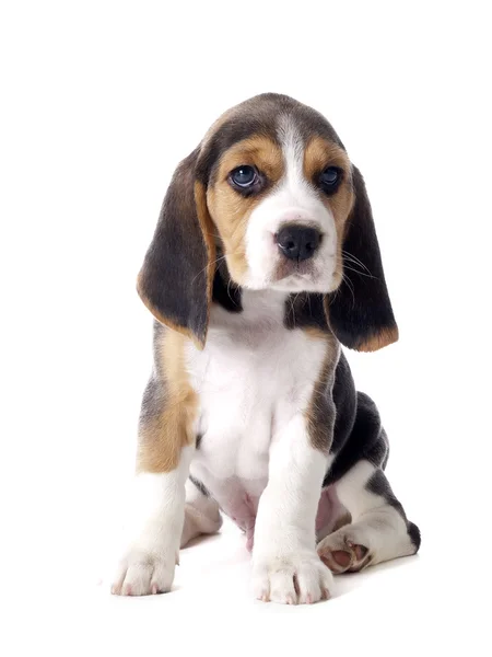Beagle köpek yavrusu