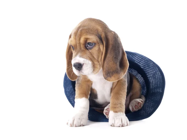 Beagle köpek şapkalı