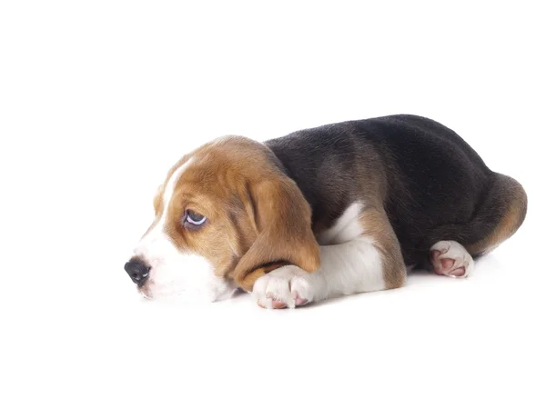 Beagle cucciolo Immagine Stock