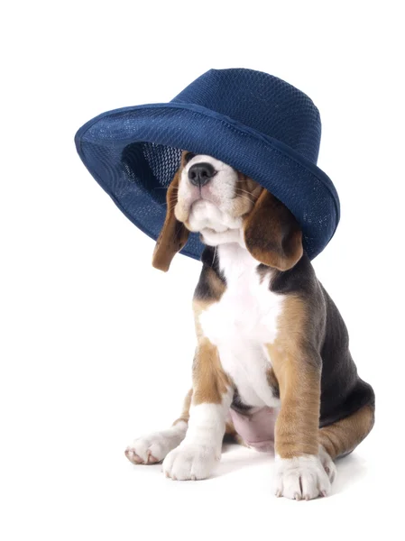 Beagle cucciolo Foto Stock Royalty Free