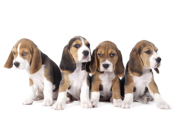 Beagle cuccioli Immagine Stock