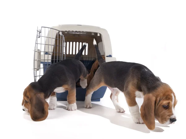Beagle cuccioli Fotografia Stock