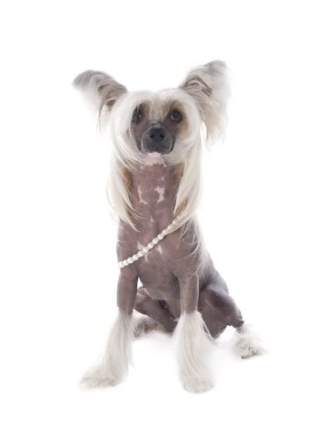 Chinese Crested dog — Stockfoto