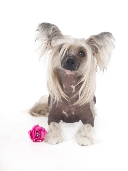 Chinês Cão Crested — Fotografia de Stock