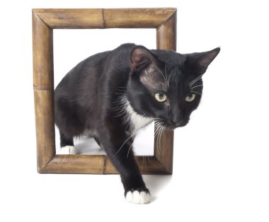 siyah kedi