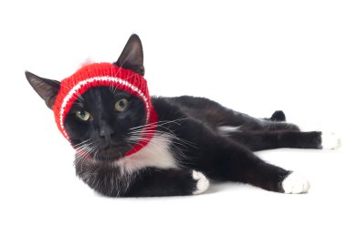 Siyah şapkalı kedi