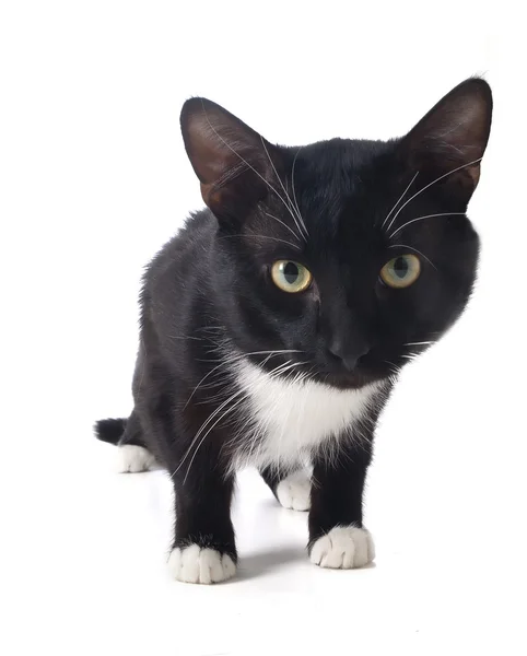 Gato negro — Foto de Stock