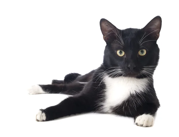 Kucing hitam — Stok Foto