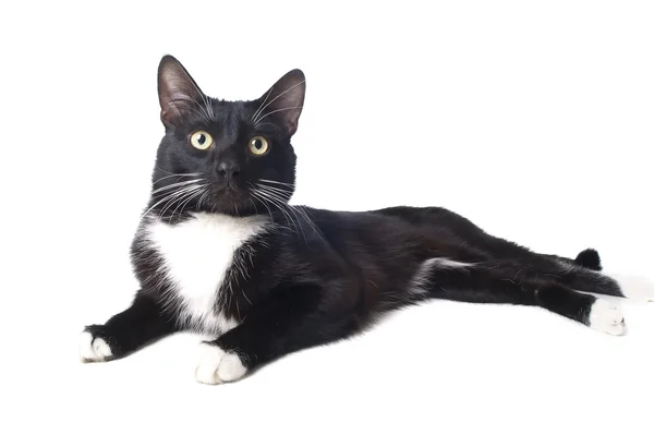 Gato negro — Foto de Stock