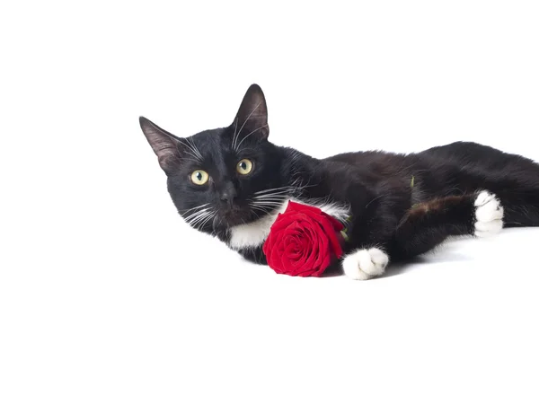 Katze mit einer Rose — Stockfoto