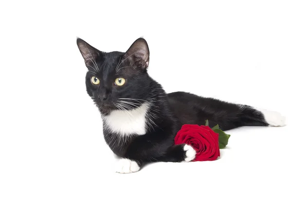Gato con una rosa — Foto de Stock